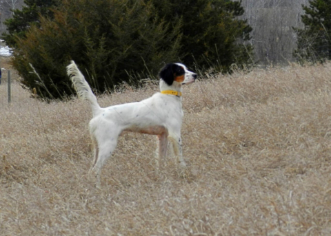 Beautiful Tricolor English Setters | Berg Brothers Setters