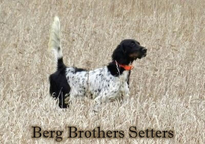 English Setter Breeders | English Setters for sale