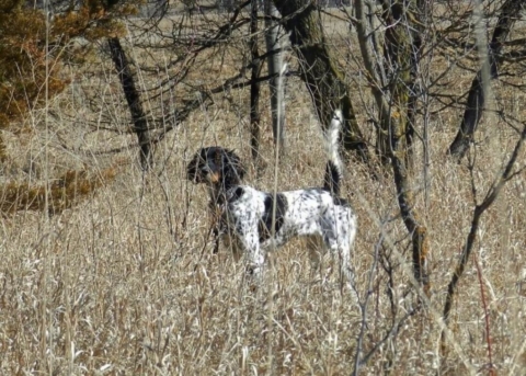 Berg Brothers Setters