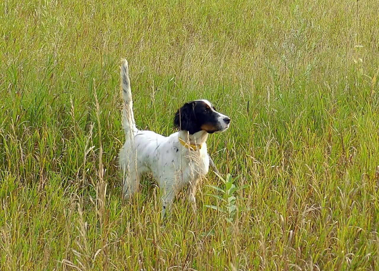 Gallery-Tricolor | Berg Brothers Setters