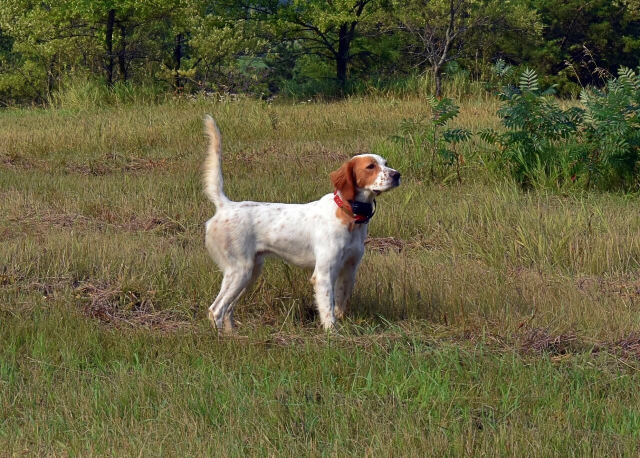 English Setter breeder